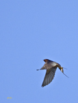 Barn Swallow